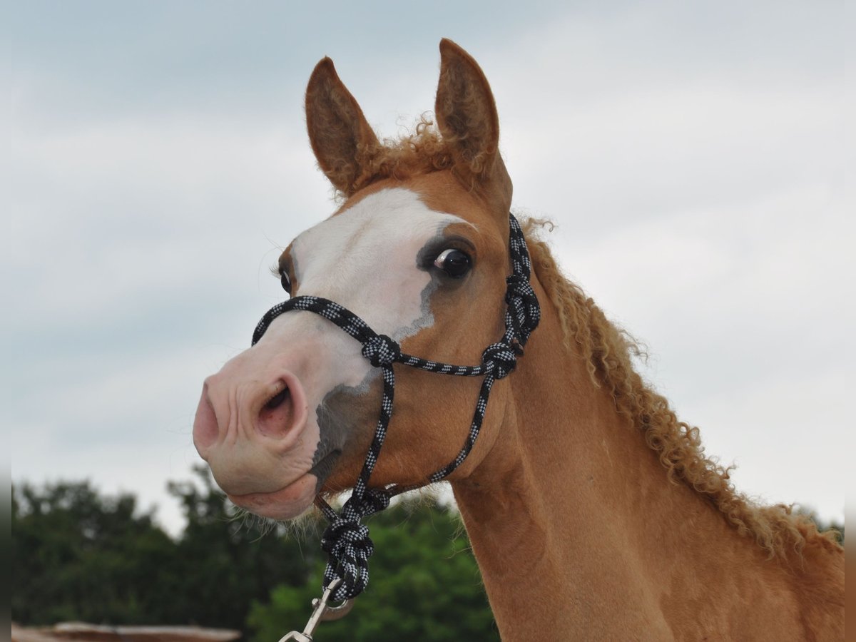 Curly Horse Hengst 1 Jaar 145 cm Overo-alle-kleuren in GAAS