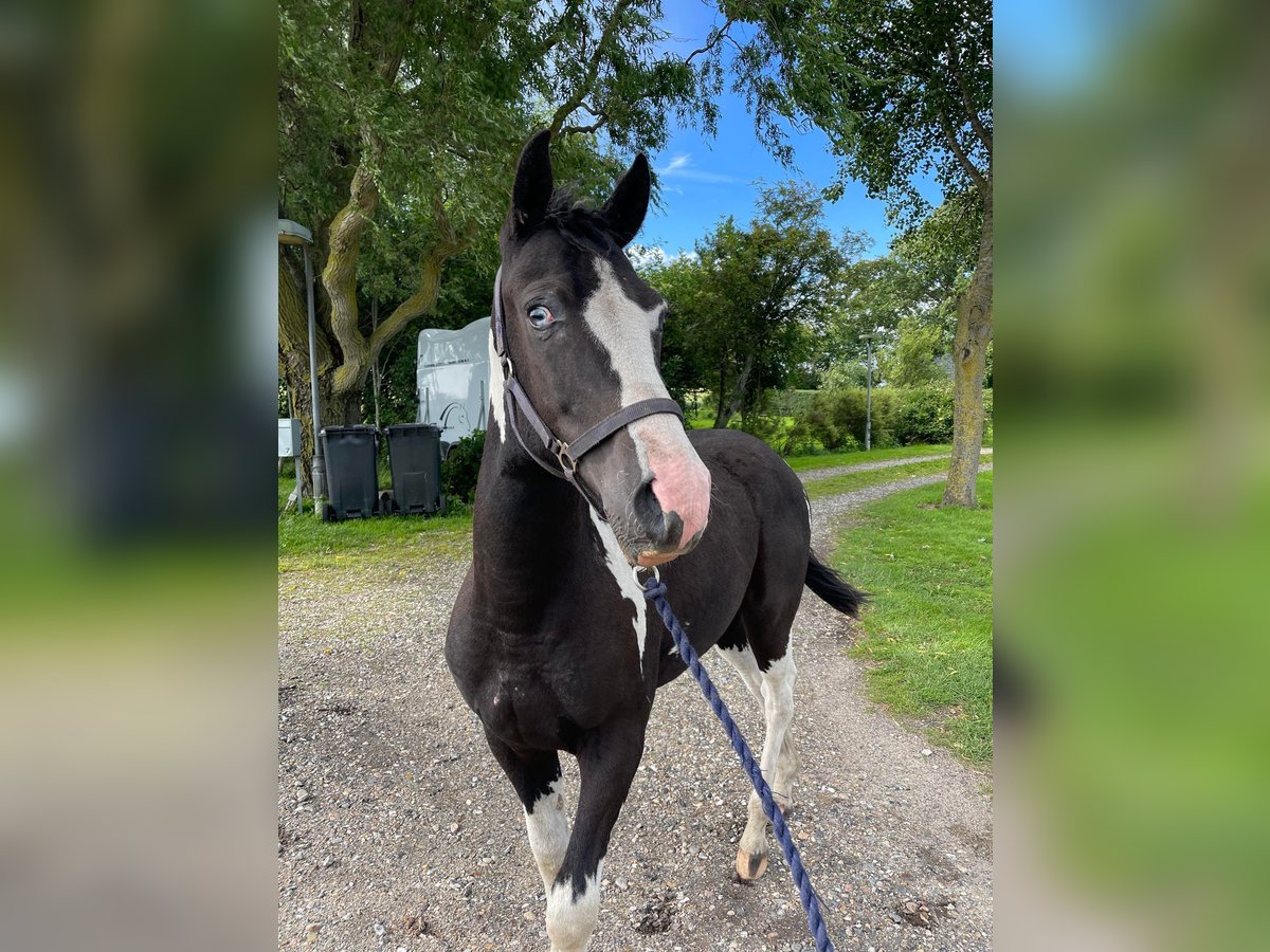 Curly Horse Hengst 1 Jaar 148 cm Tobiano-alle-kleuren in Storvorde