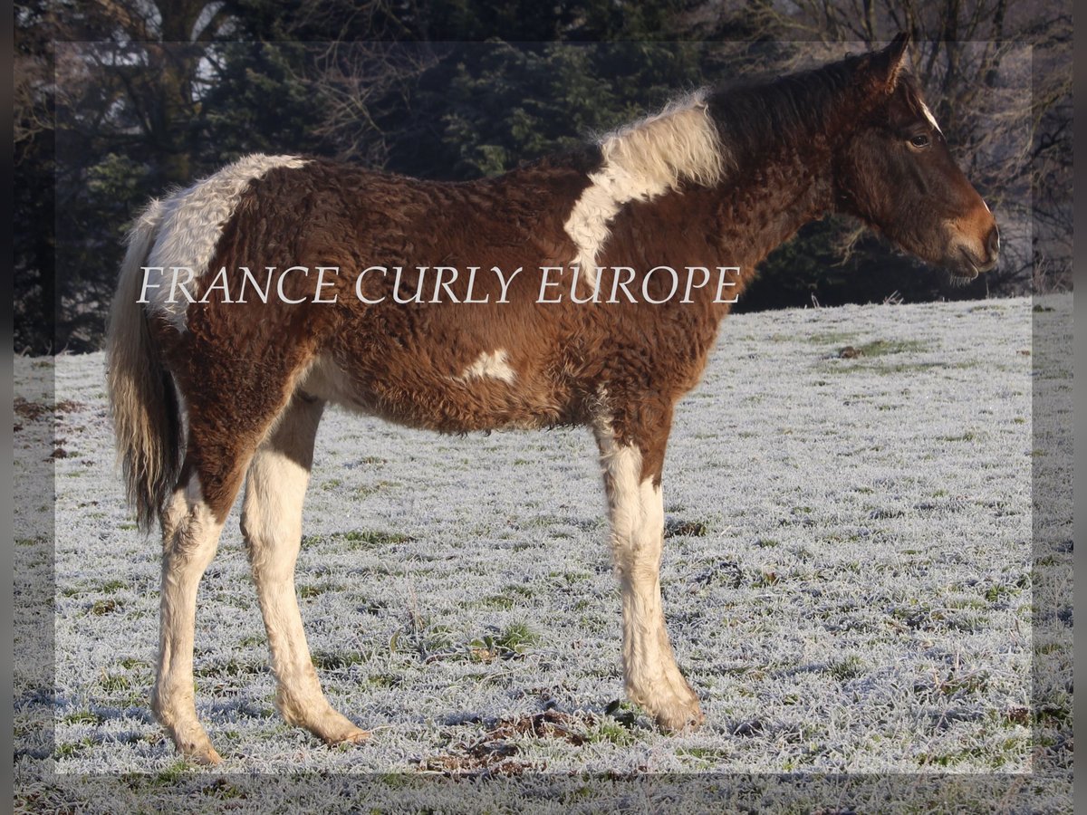 Curly Horse Hengst 1 Jaar 155 cm Roodbruin in france