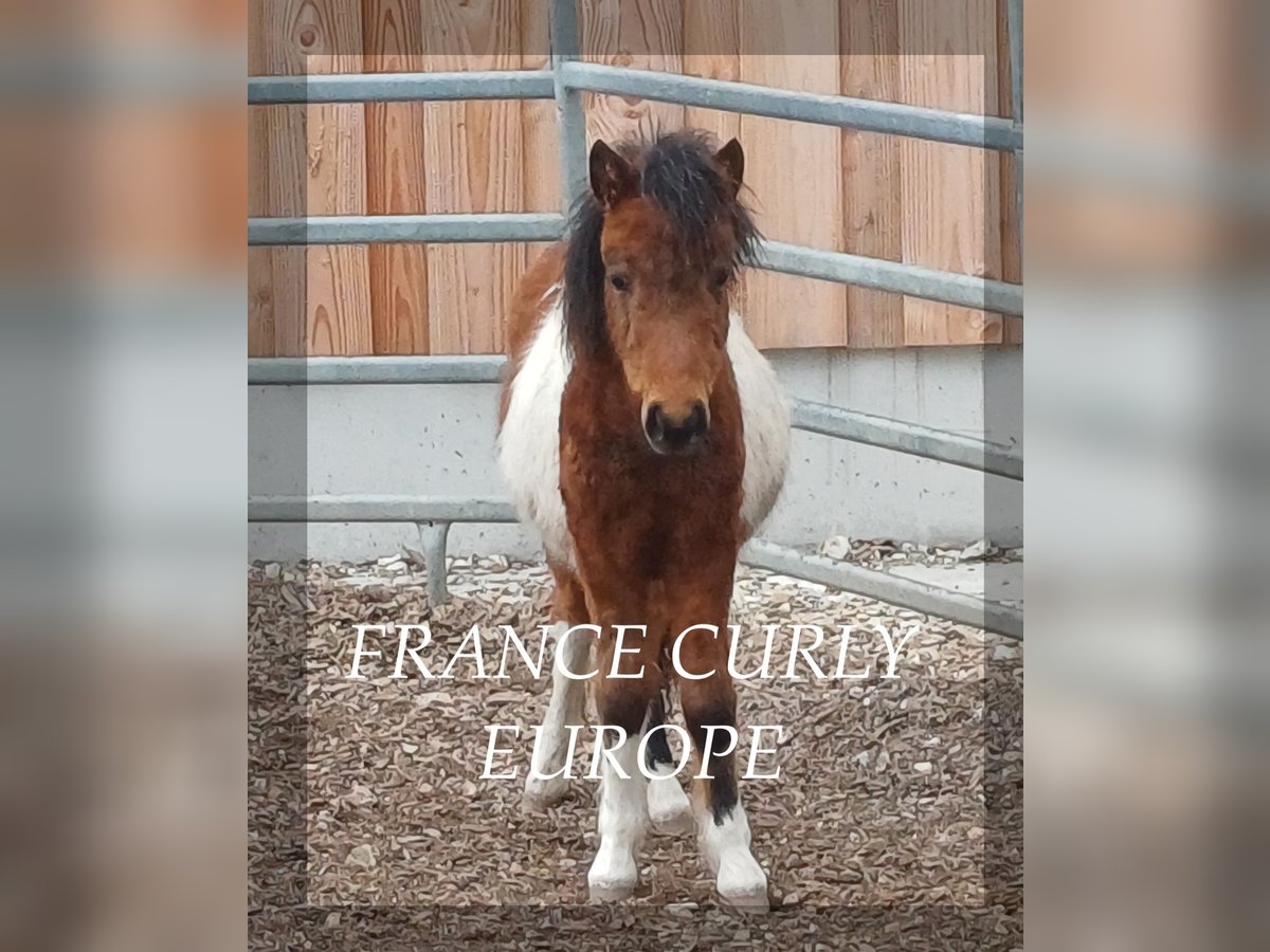 Curly Horse Hengst 1 Jahr 105 cm Rotbrauner in Sankt Sebastian