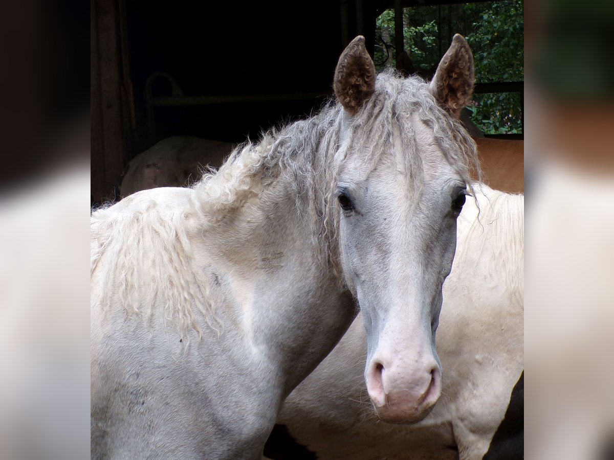 Curly Horse Mix Hengst 1 Jahr 148 cm Kann Schimmel werden in Arnbruck