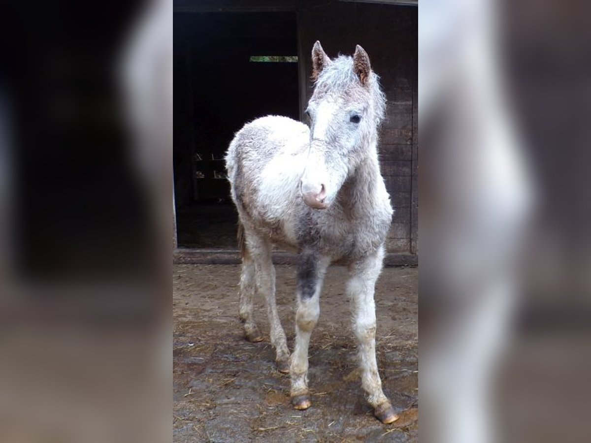 Curly Horse Mix Hengst 1 Jahr 148 cm Kann Schimmel werden in Arnbruck