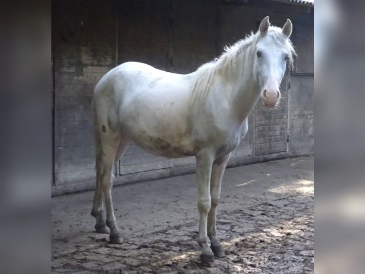 Curly Horse, Hengst in Arnbruck