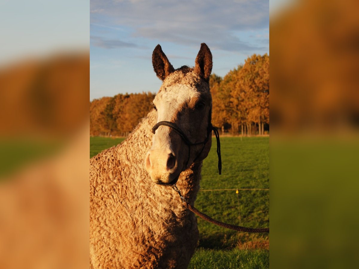 Curly Horse Hengst 2 Jahre 150 cm Falbe in Ruinen