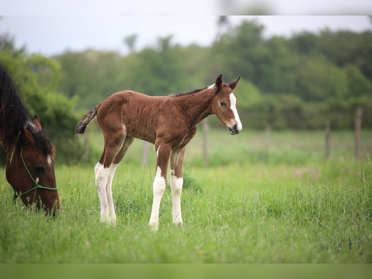 Curly Horse Hengst Fohlen (01/2025) 150 cm Champagne in Cuzieu