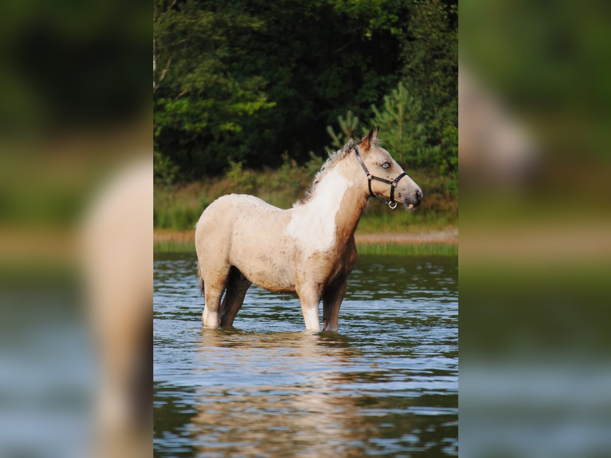 Curly Horse Hengst Veulen (05/2025) 160 cm Falbe in Ruinen