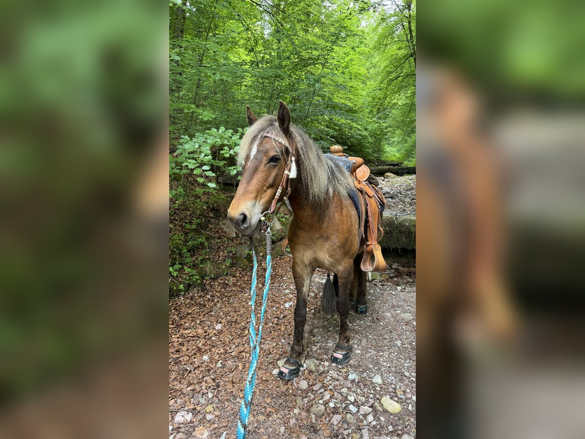 Curly horse Klacz 10 lat 142 cm Ciemnokasztanowata in Kundl
