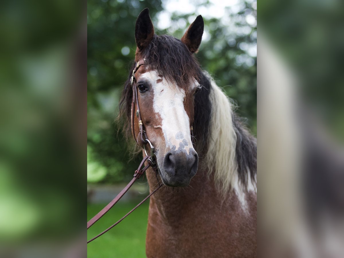 Curly horse Mare 14 years 15,1 hh Tobiano-all-colors in Dorsten