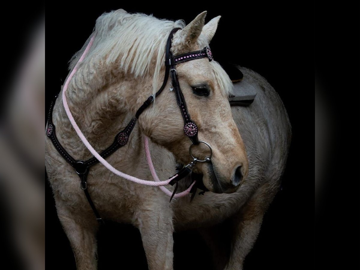 Curly horse Mare 15 years 15 hh Palomino in Frankford, ON