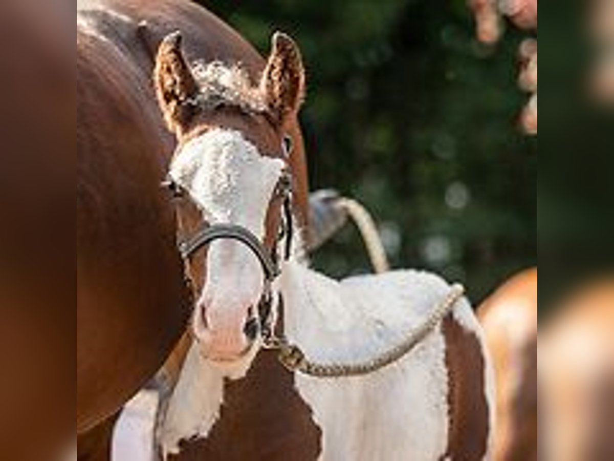 Curly horse Mare 1 year 15,1 hh Tovero-all-colors in Skærbæk