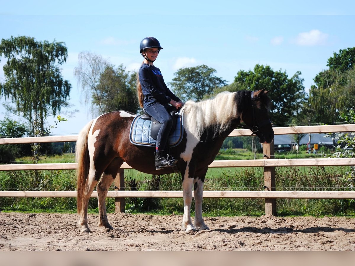 Curly horse Mare 4 years 13,2 hh Tobiano-all-colors in Ruinen