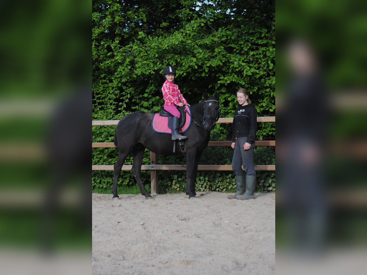 Curly horse Mare 6 years 14,1 hh Black in Ruinen