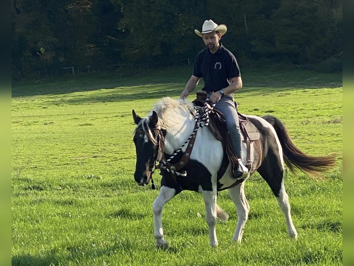 Curly horse Mare 7 years 15,1 hh Black in Yseure