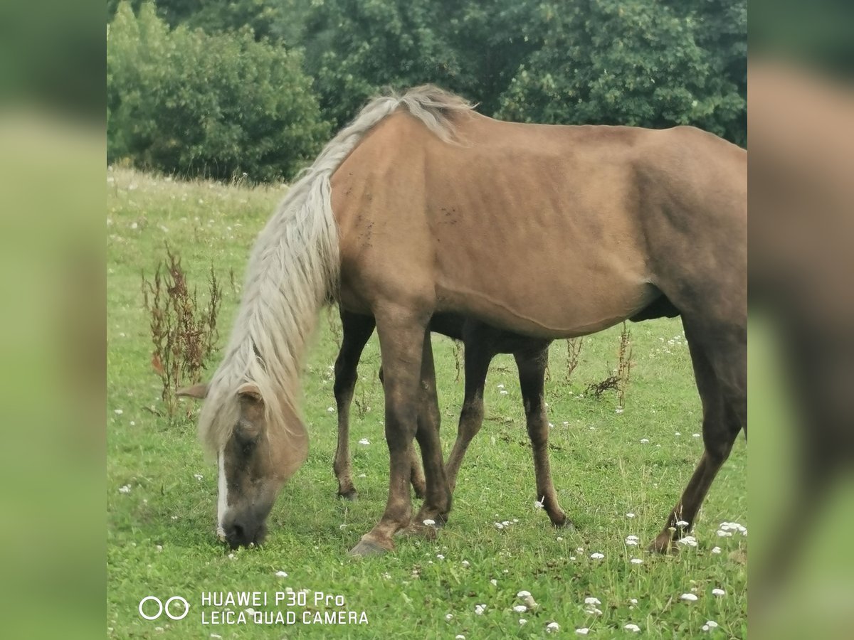 Curly Horse Merrie 13 Jaar 145 cm in BETTELDORF