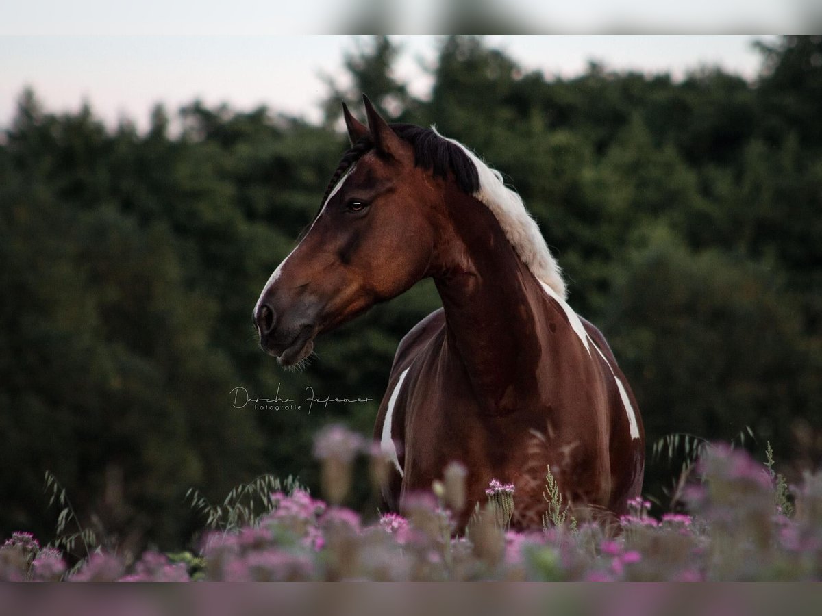 Curly Horse Merrie 18 Jaar 162 cm Gevlekt-paard in Schmelz