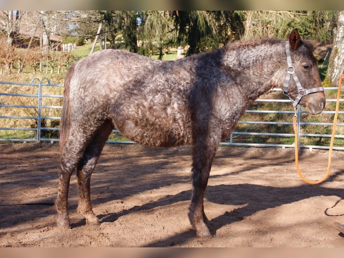 Curly Horse Merrie 1 Jaar 130 cm Roan-Red in BOURG BUCHE