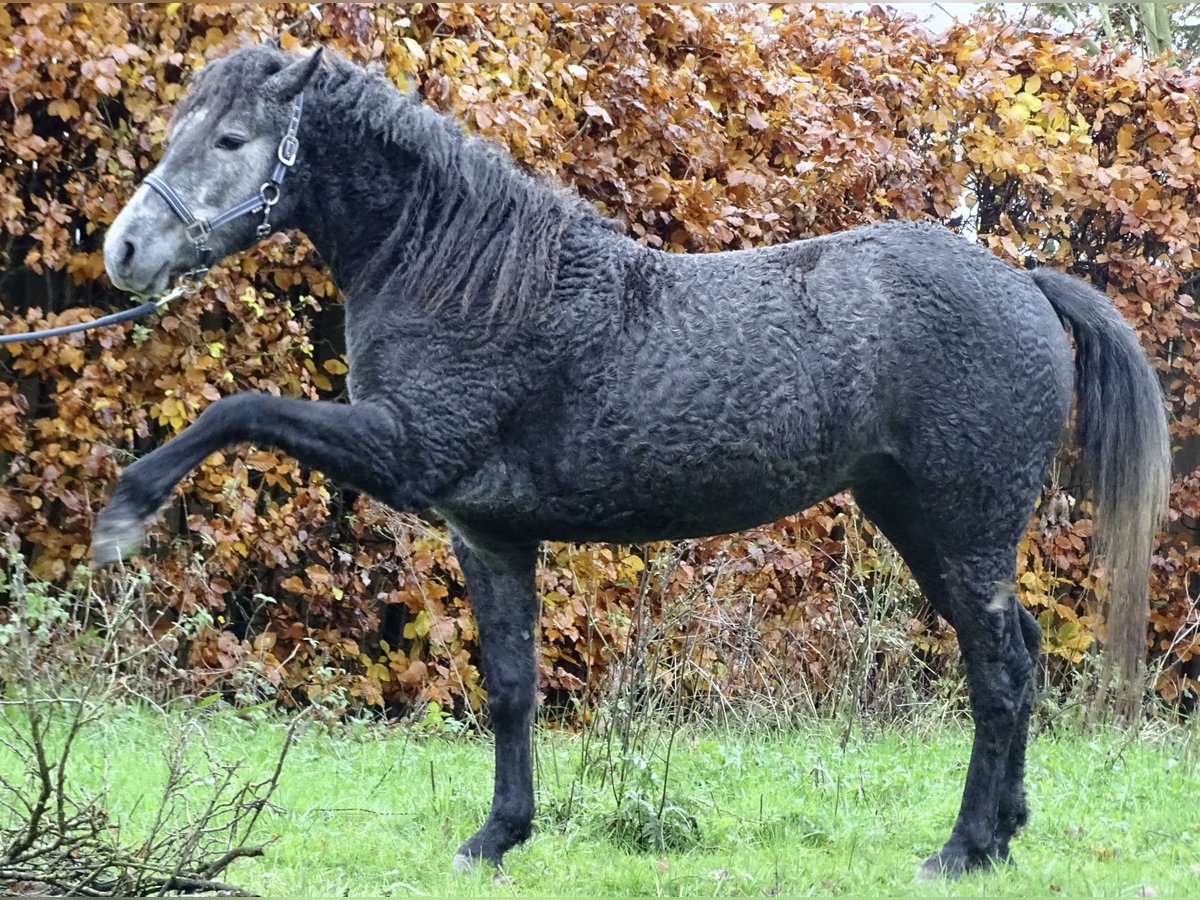 Curly Horse Merrie 2 Jaar 150 cm Zwartschimmel in Bennekom