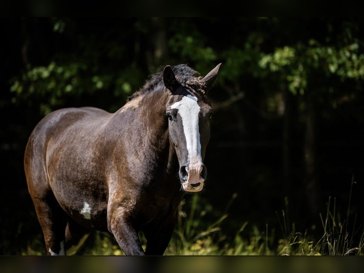 Curly Horse Merrie 3 Jaar 160 cm Zwartbruin in Pribram