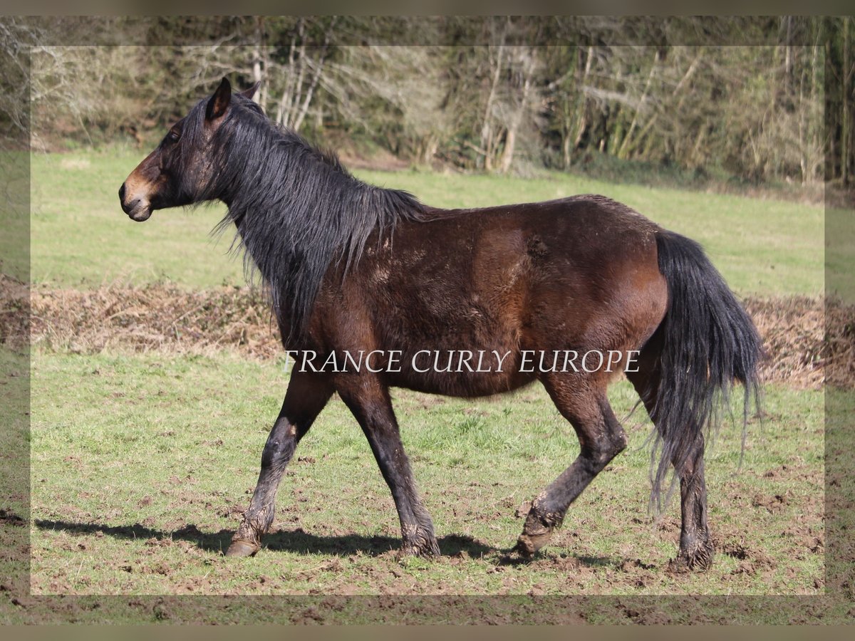 Curly Horse Merrie 5 Jaar 146 cm Donkerbruin in france