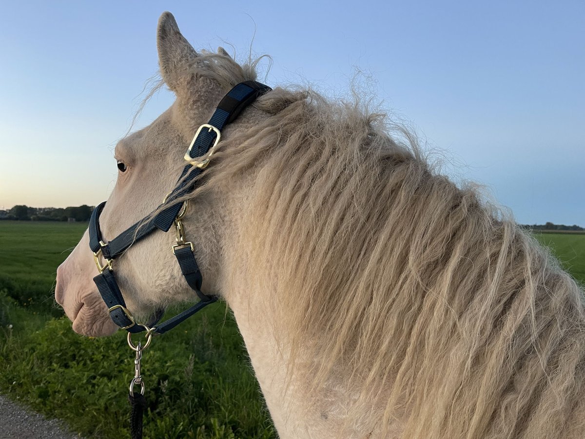 Curly Horse Merrie 5 Jaar 158 cm Sabino in Bennekom