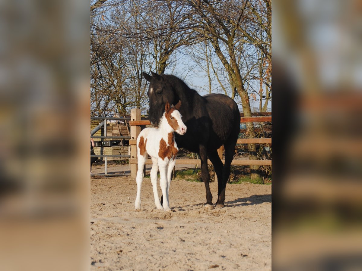Curly Horse Merrie 6 Jaar 147 cm Zwart in Ruinen