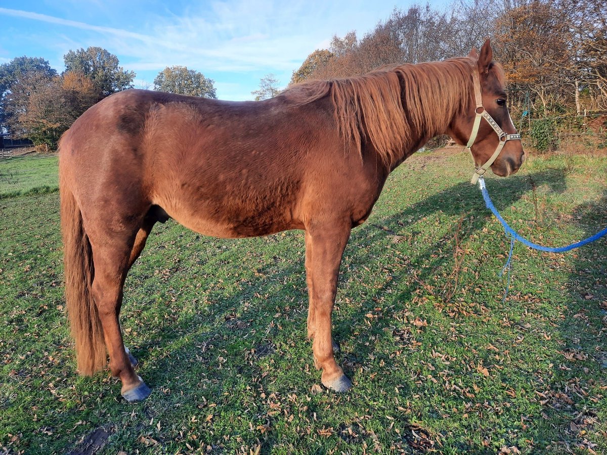 Curly horse Ogier 6 lat 150 cm Kasztanowata in Schönwalde am Bungsberg