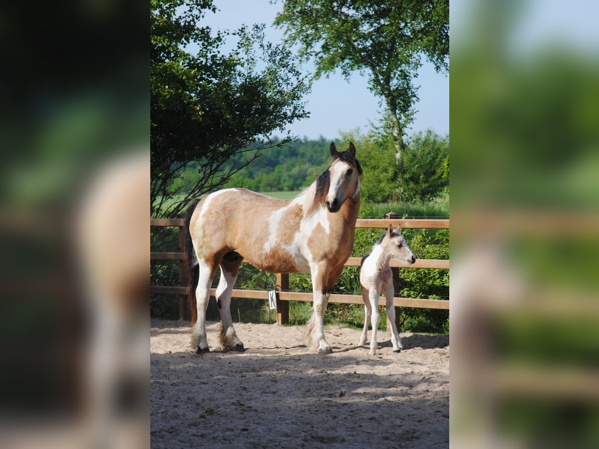 Curly horse Ogier  160 cm Bułana in Ruinen