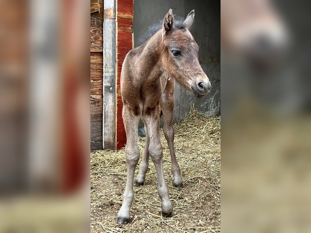 Curly Horse Ruin 2 Jaar 130 cm Roodbruin in Summerland, BC