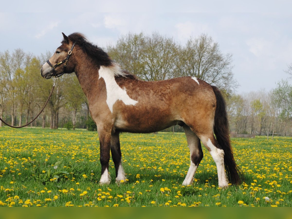 Curly Horse Ruin 2 Jaar 145 cm Buckskin in ruinen