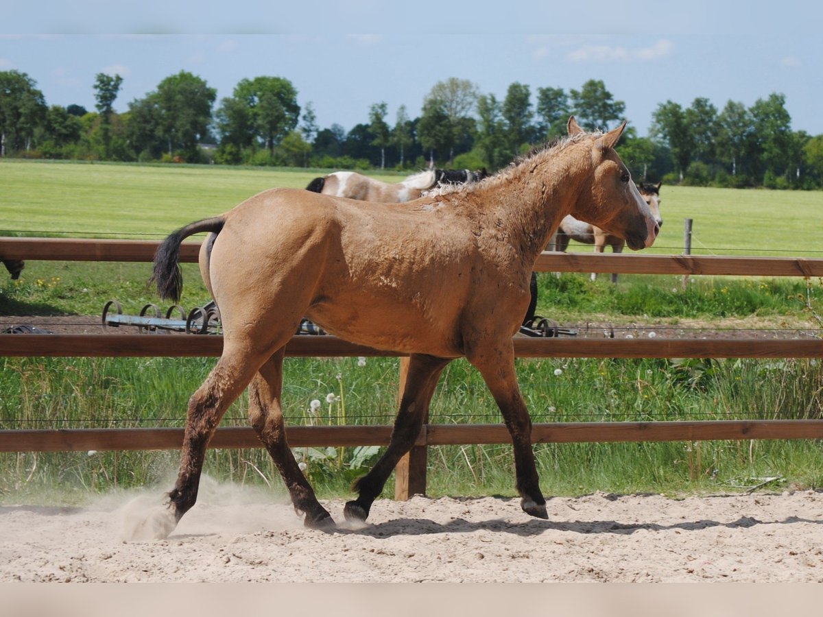 Curly horse Stallion 2 years 14,2 hh Dun in Ruinen