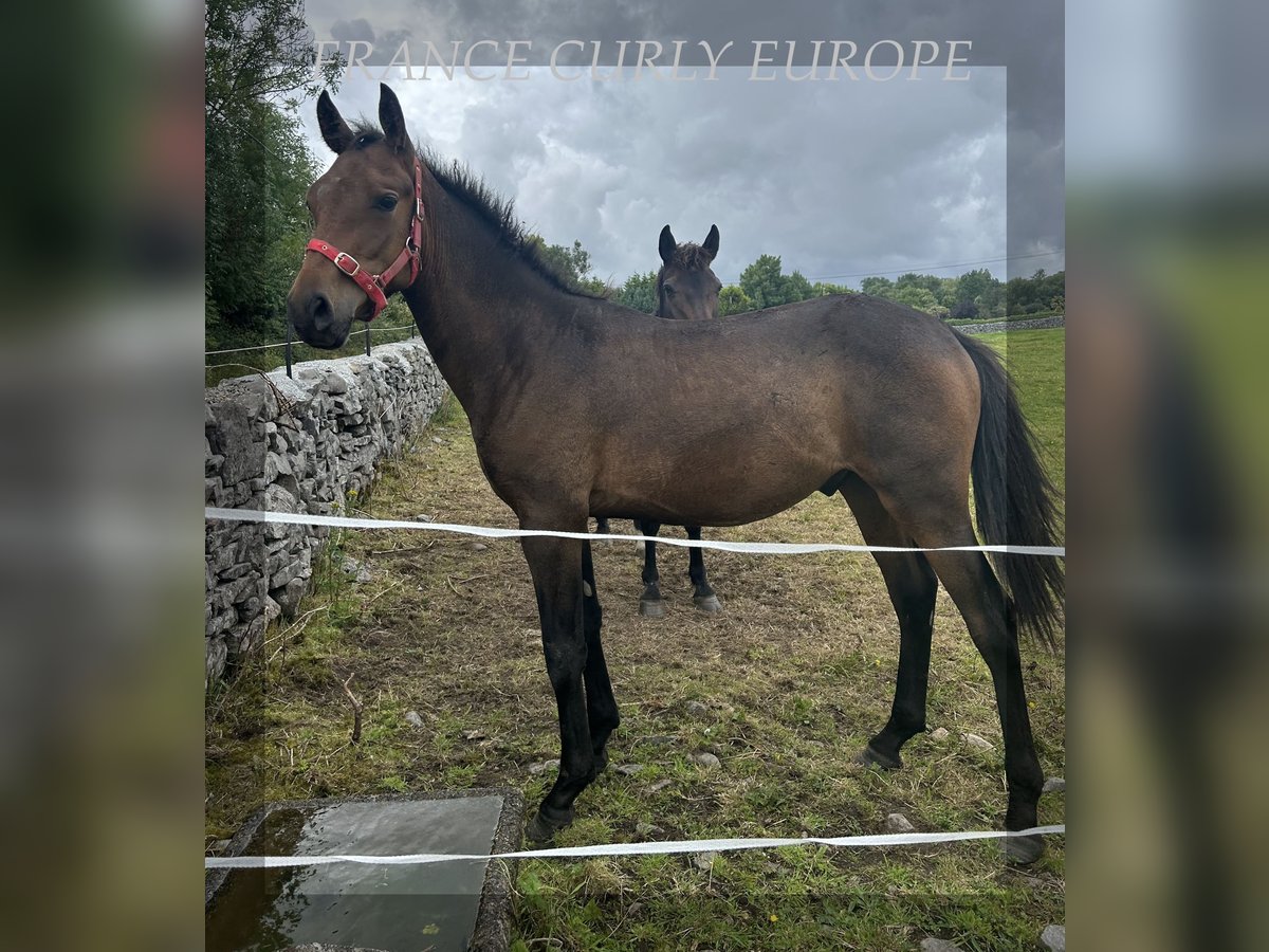 Curly horse Stallion 2 years 15,1 hh Bay in Oughterard - Co Galway