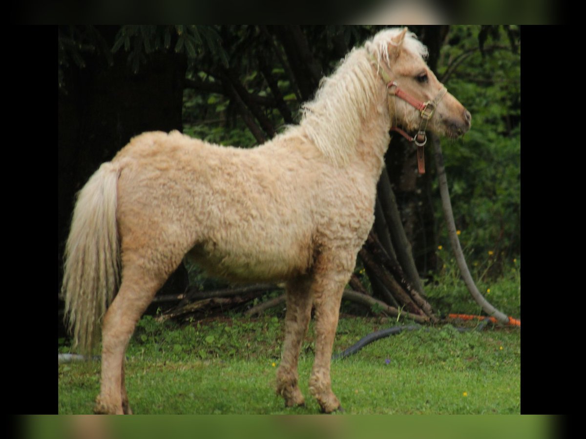 Curly horse Stallion 2 years 9,2 hh Palomino in Le Chambon-Feugerolles