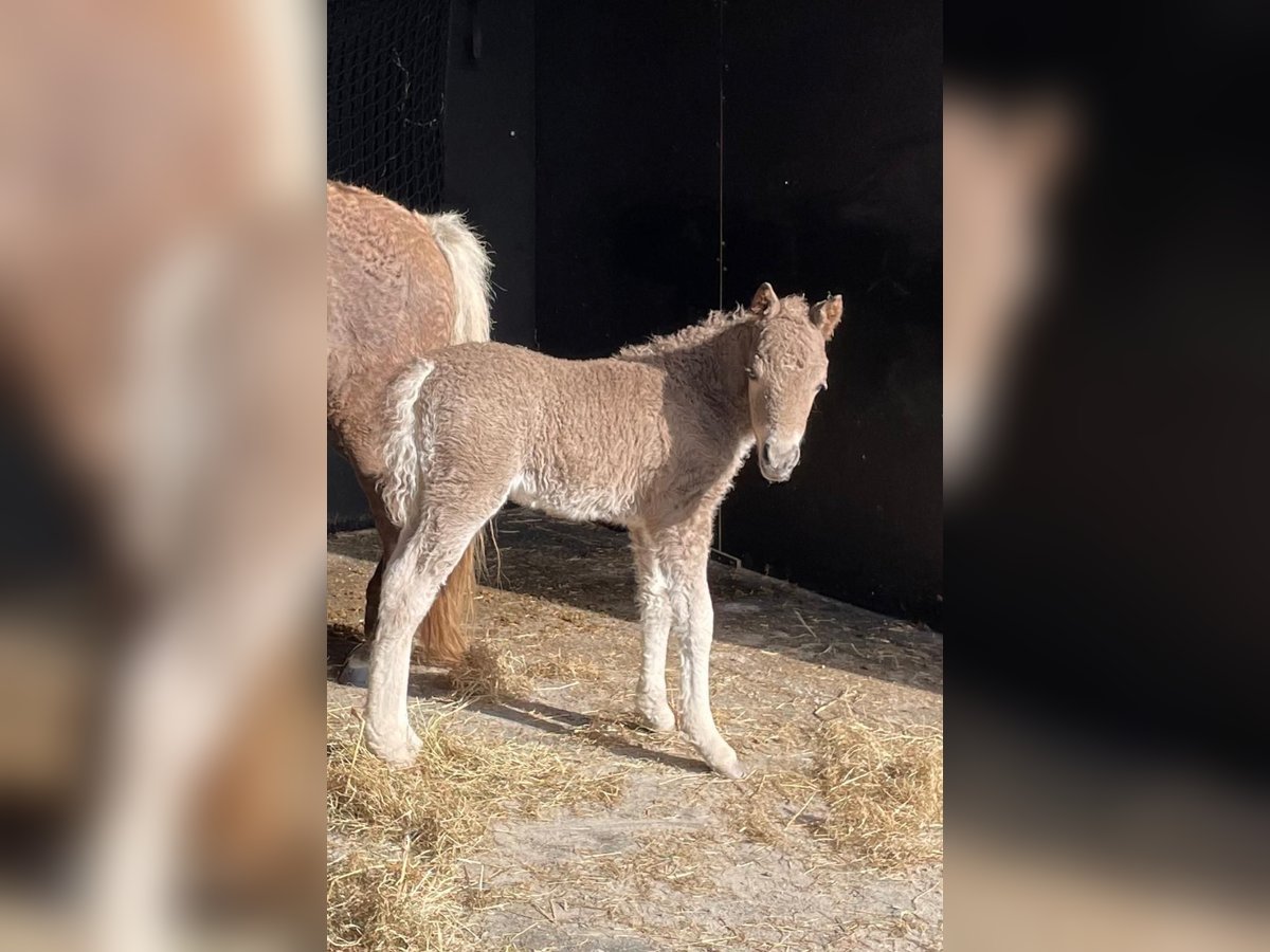 Curly horse Stallion Foal (04/2024) 10,1 hh in Amsterdam