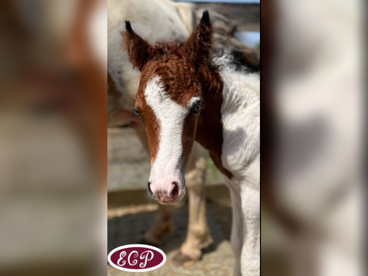 Curly horse Stallion Foal (07/2024) 10,2 hh Tobiano-all-colors in Wellen