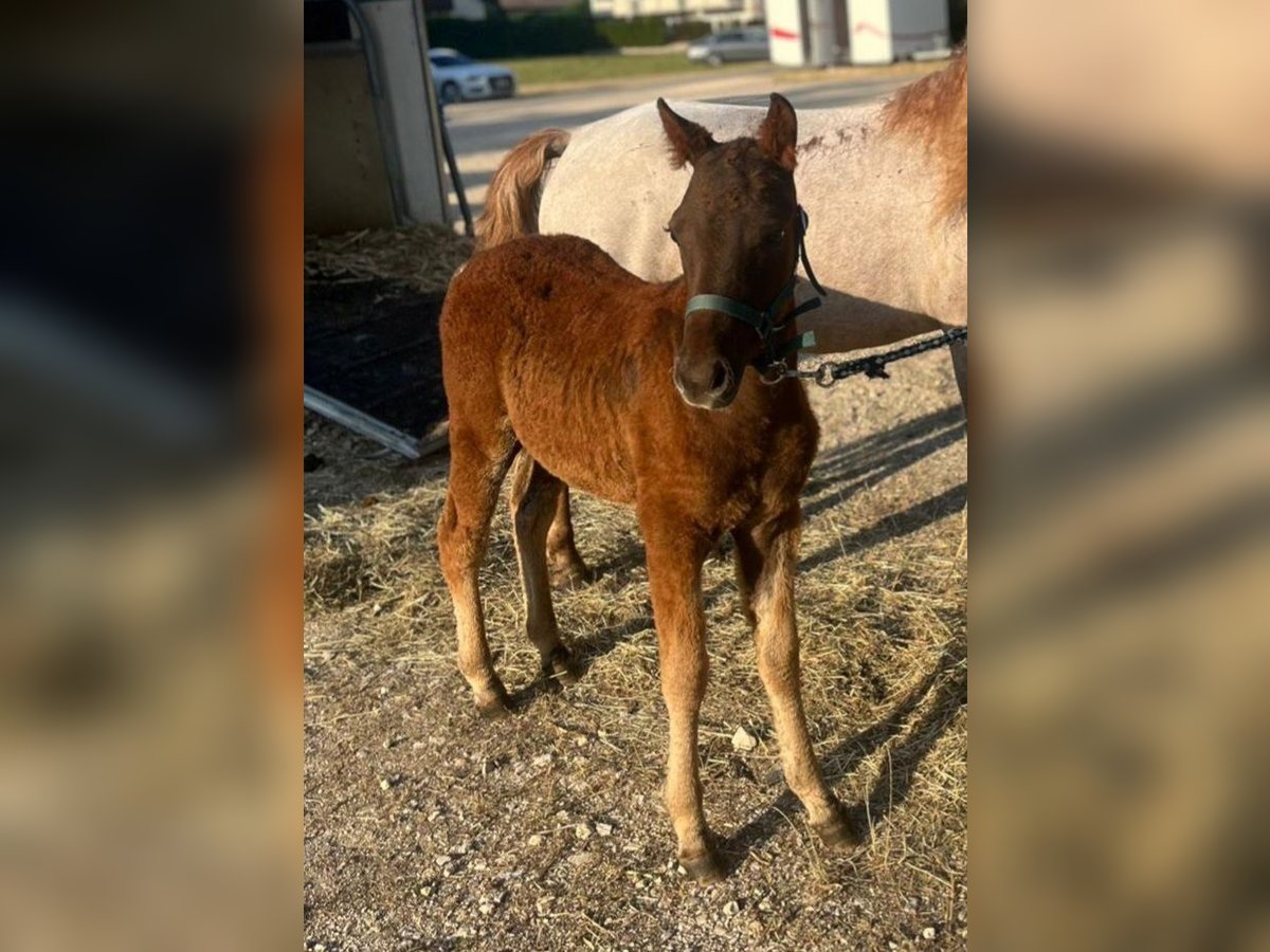 Curly horse Stallion 11,2 hh Chestnut in Donzdorf Curly horse Stallion 11,2 hh Chestnut in Donzdorf