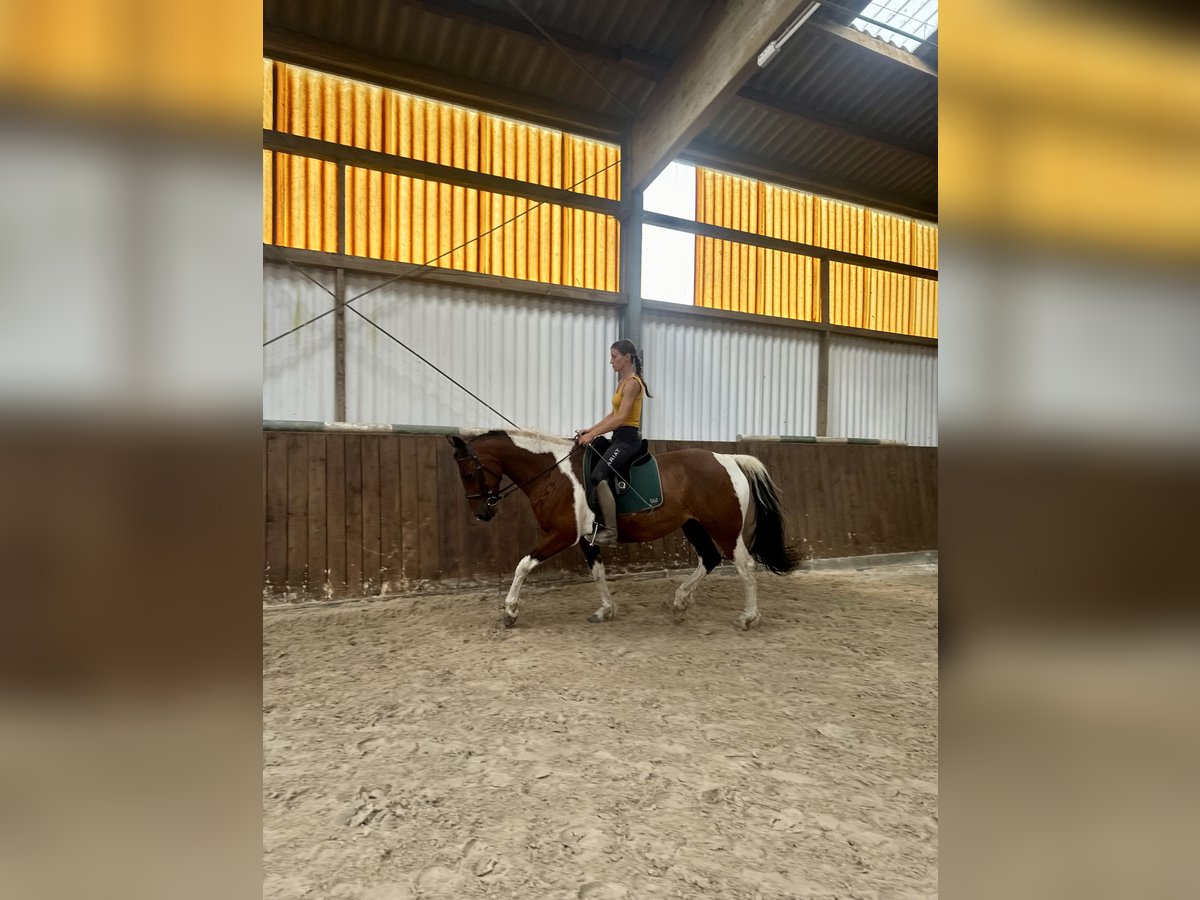 Curly Horse Stute 11 Jahre 158 cm Schecke in Gro&#xDF;ensee
