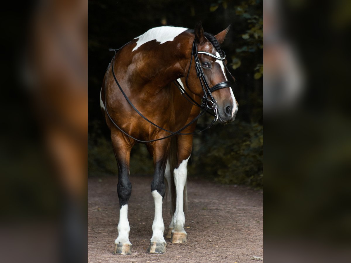 Curly Horse Stute 18 Jahre 162 cm Schecke in Schmelz