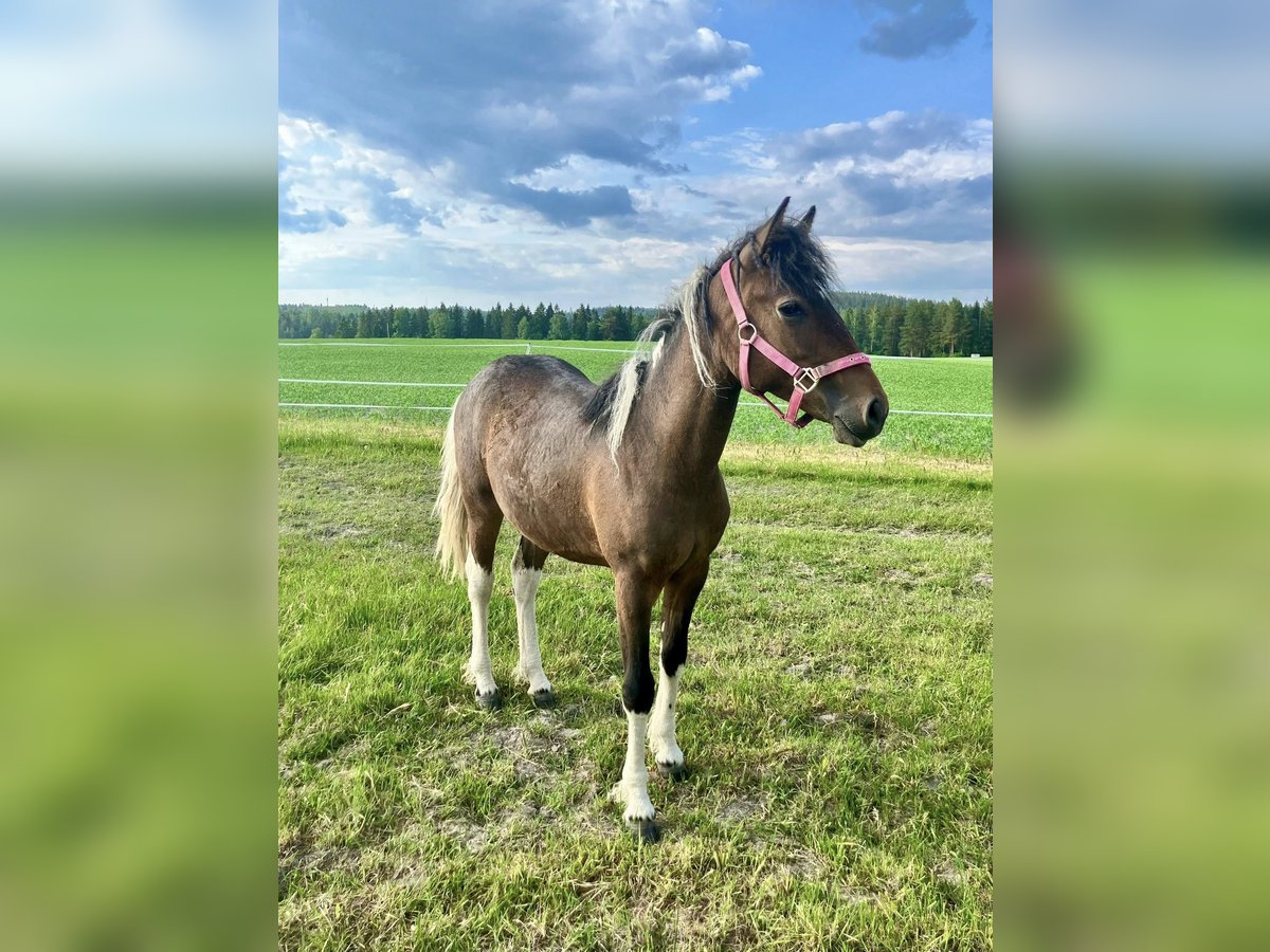 Curly Horse Stute 1 Jahr 130 cm Tobiano-alle-Farben in Muurame