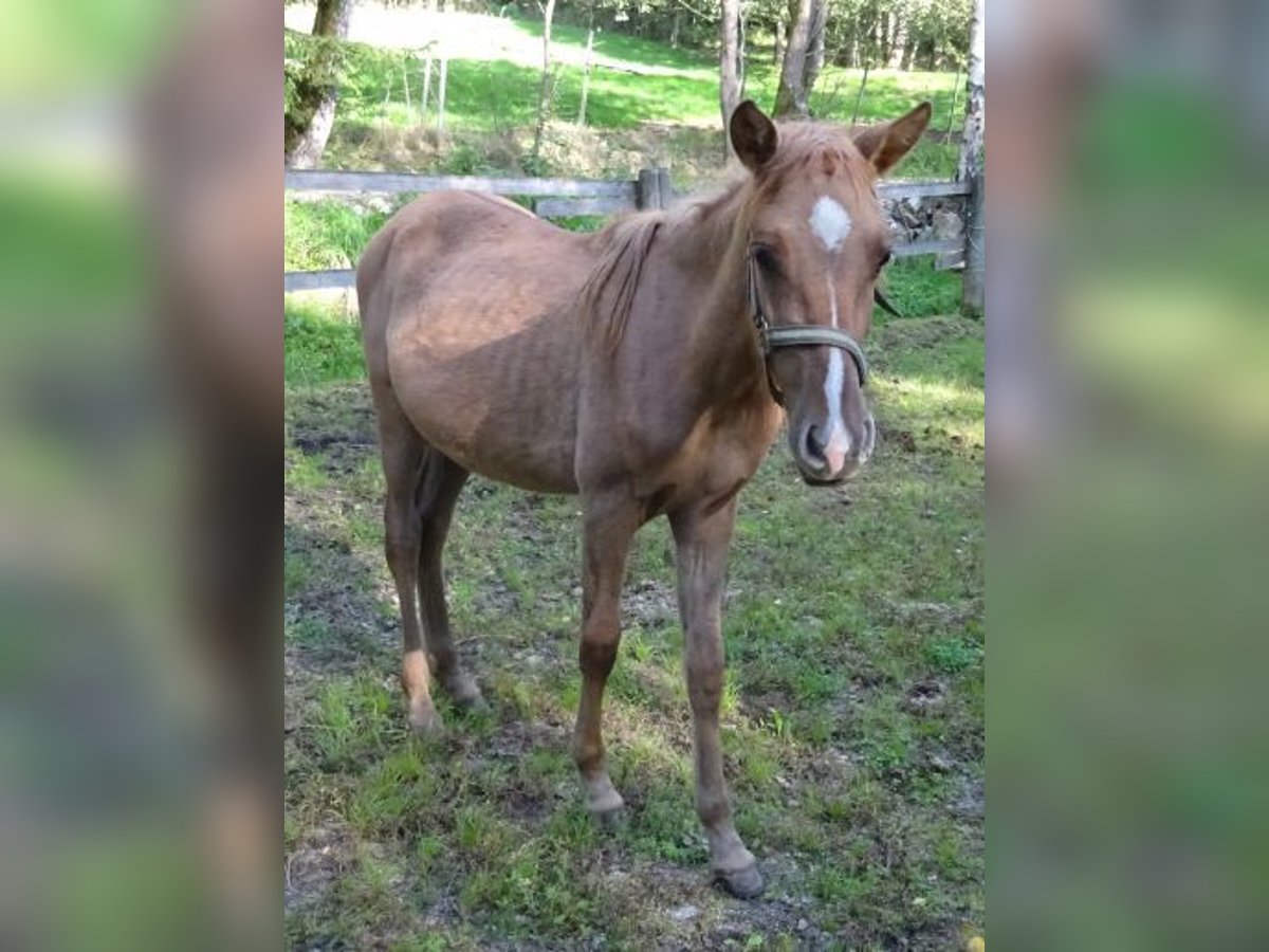 Curly Horse, Stute in Arnbruck
