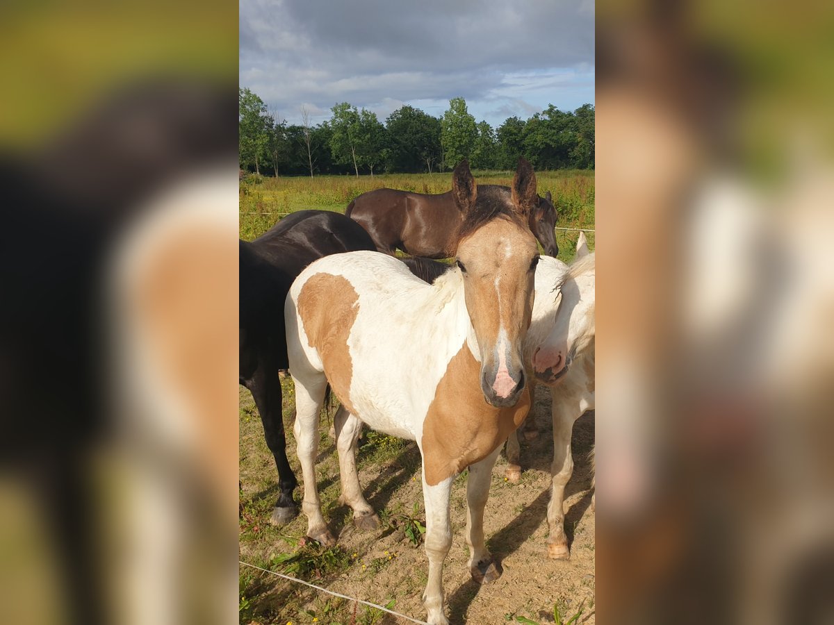 Curly Horse Stute 2 Jahre 145 cm Falbe in La Chapelle-Hermier