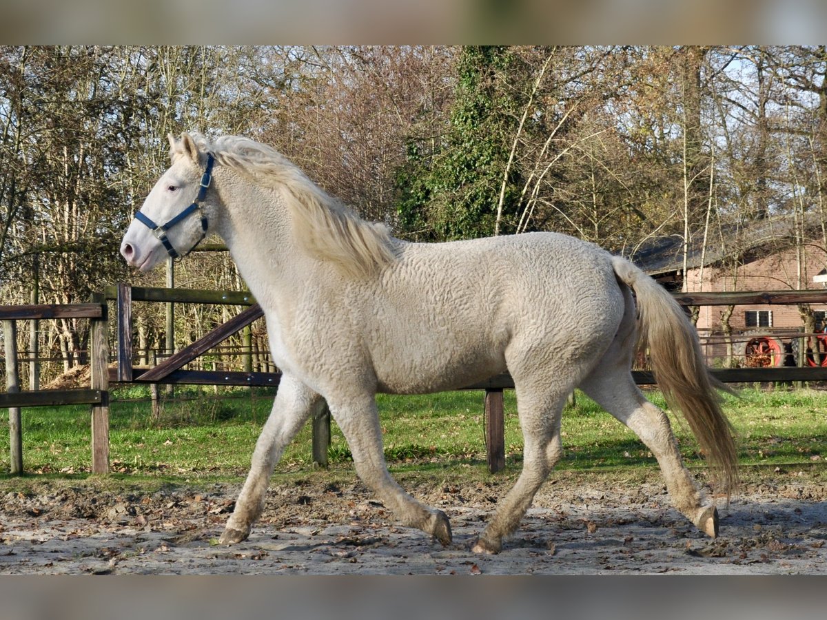 Curly Horse Stute 5 Jahre 158 cm Sabino in Bennekom