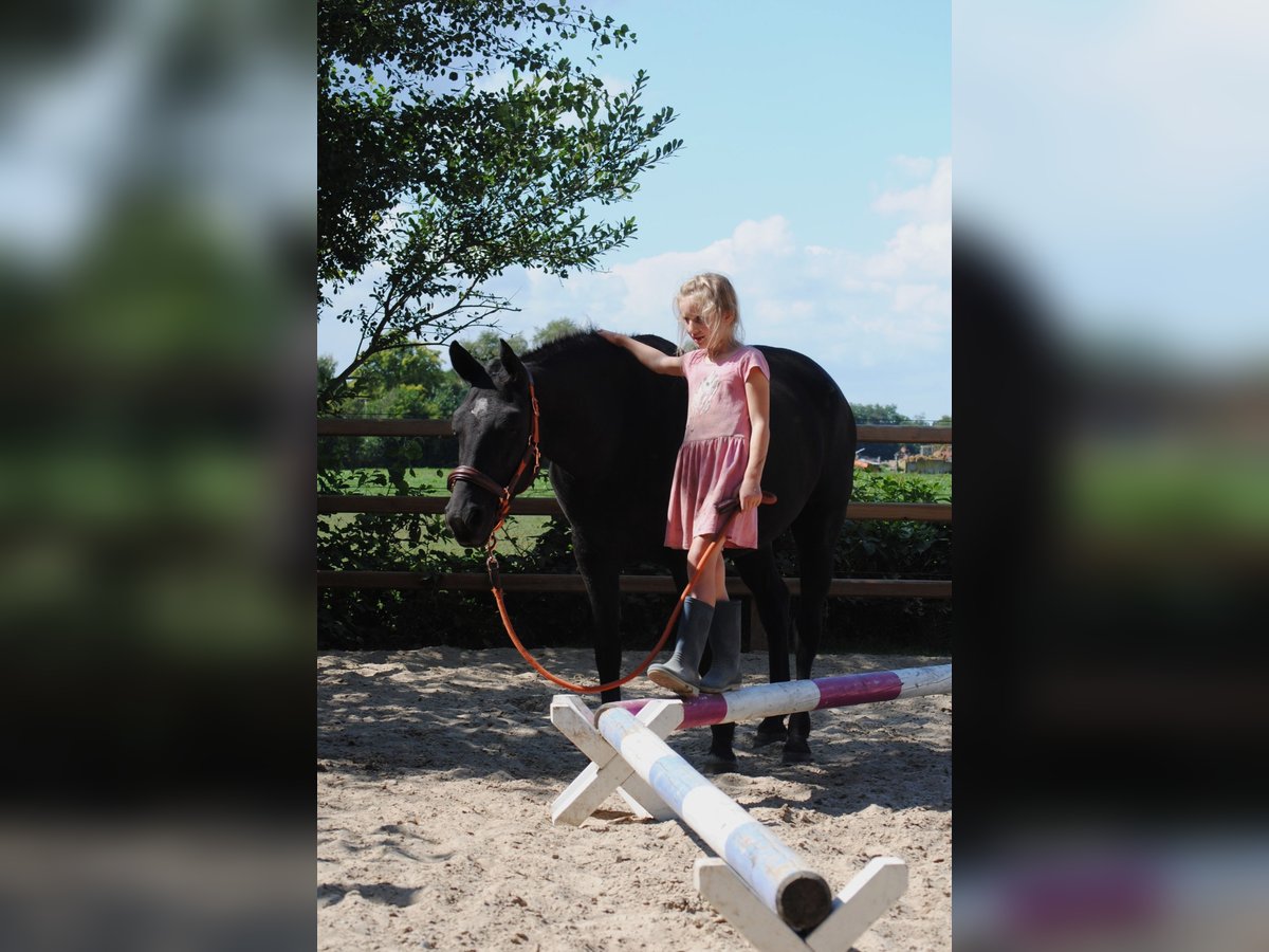 Curly Horse Stute 6 Jahre 147 cm Rappe in Ruinen