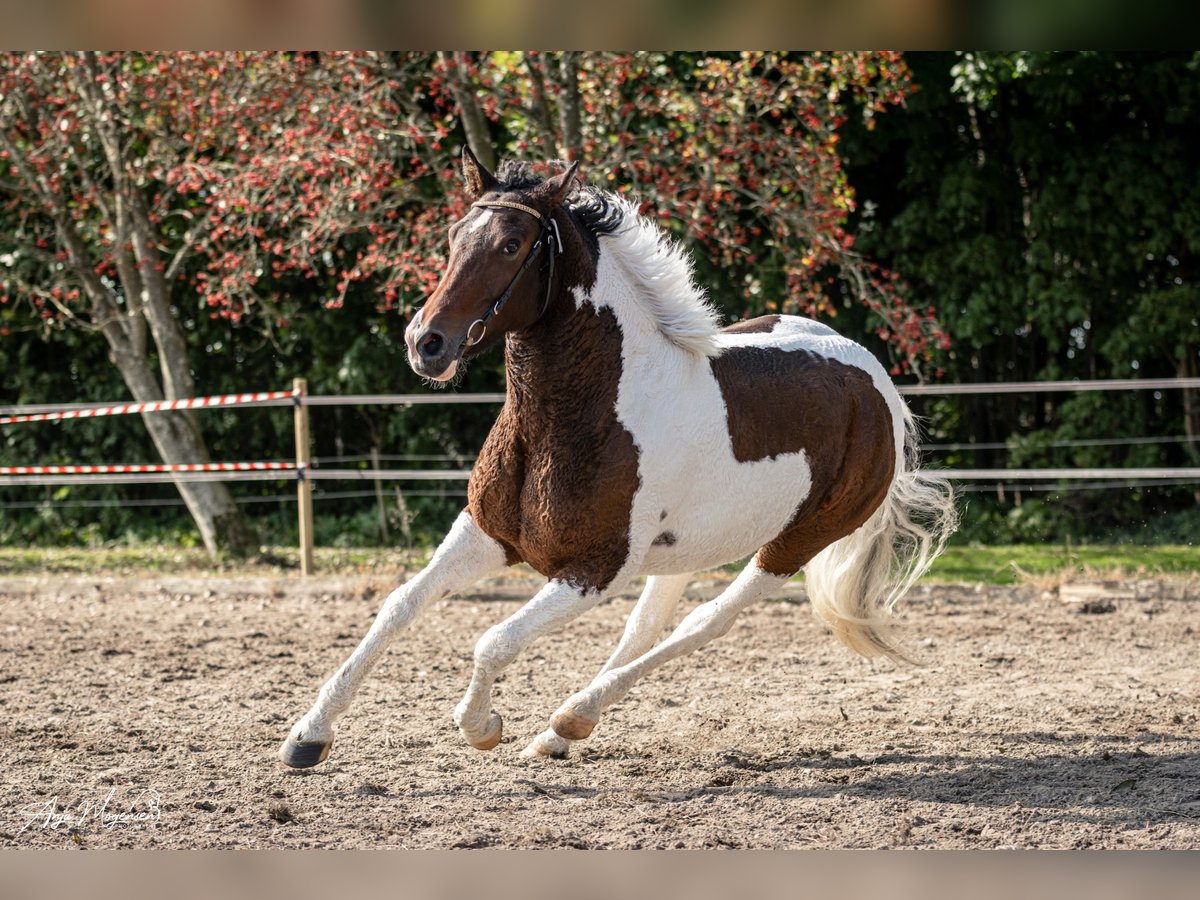 Curly Horse Stute 7 Jahre 146 cm Tobiano-alle-Farben in Stenløse