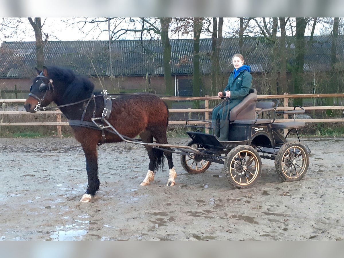 Curly horse Mix Wałach 5 lat 138 cm Gniada in ruinen