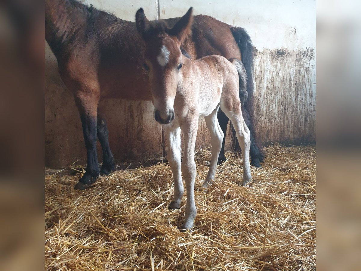 Curly horse Wałach  140 cm Gniada in Bad Vöslau