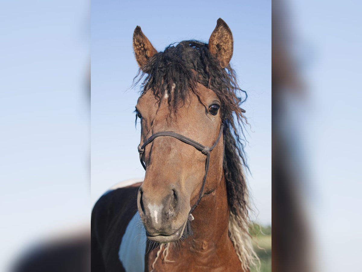 Curly horse Wałach 5 lat 152 cm Tobiano wszelkich maści in Deinze