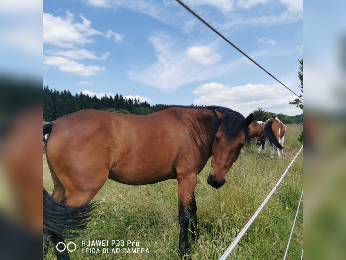 Curly Horse Wallach 11 Jahre 141 cm Brauner in Betteldorf