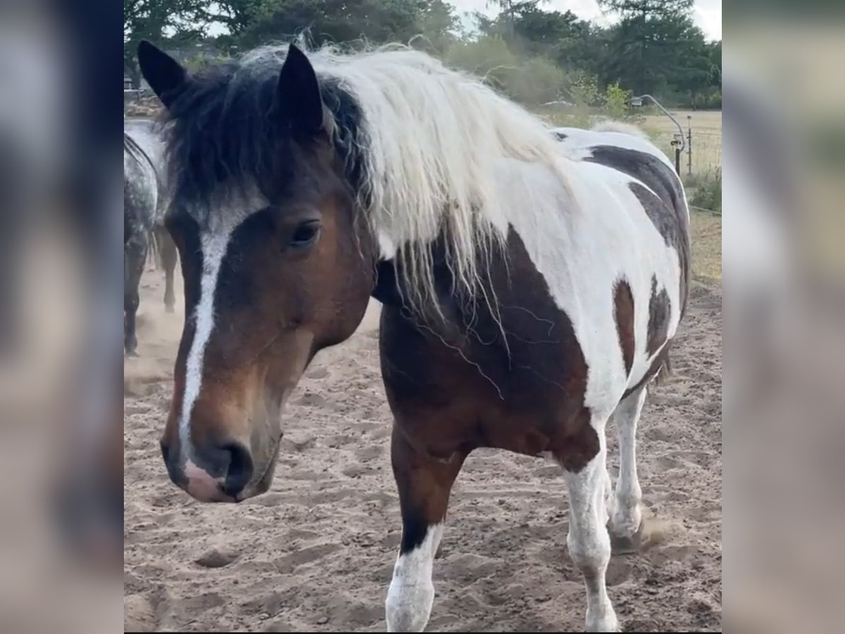 Curly Horse Wallach 11 Jahre 163 cm Schecke in Kyritz Curly Horse Wallach 11 Jahre 163 cm Schecke in Kyritz