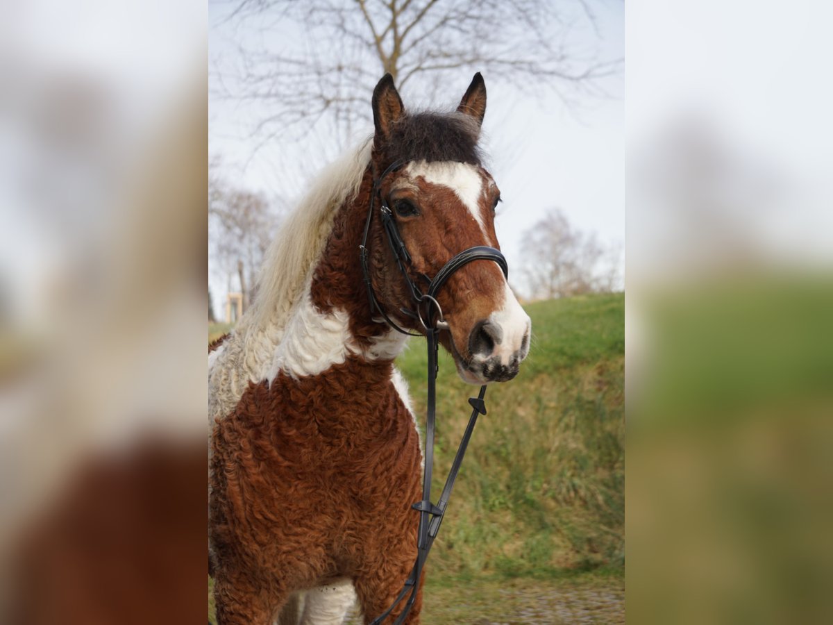 Curly Horse Wallach 13 Jahre 151 cm Schecke in Bad Wurzach