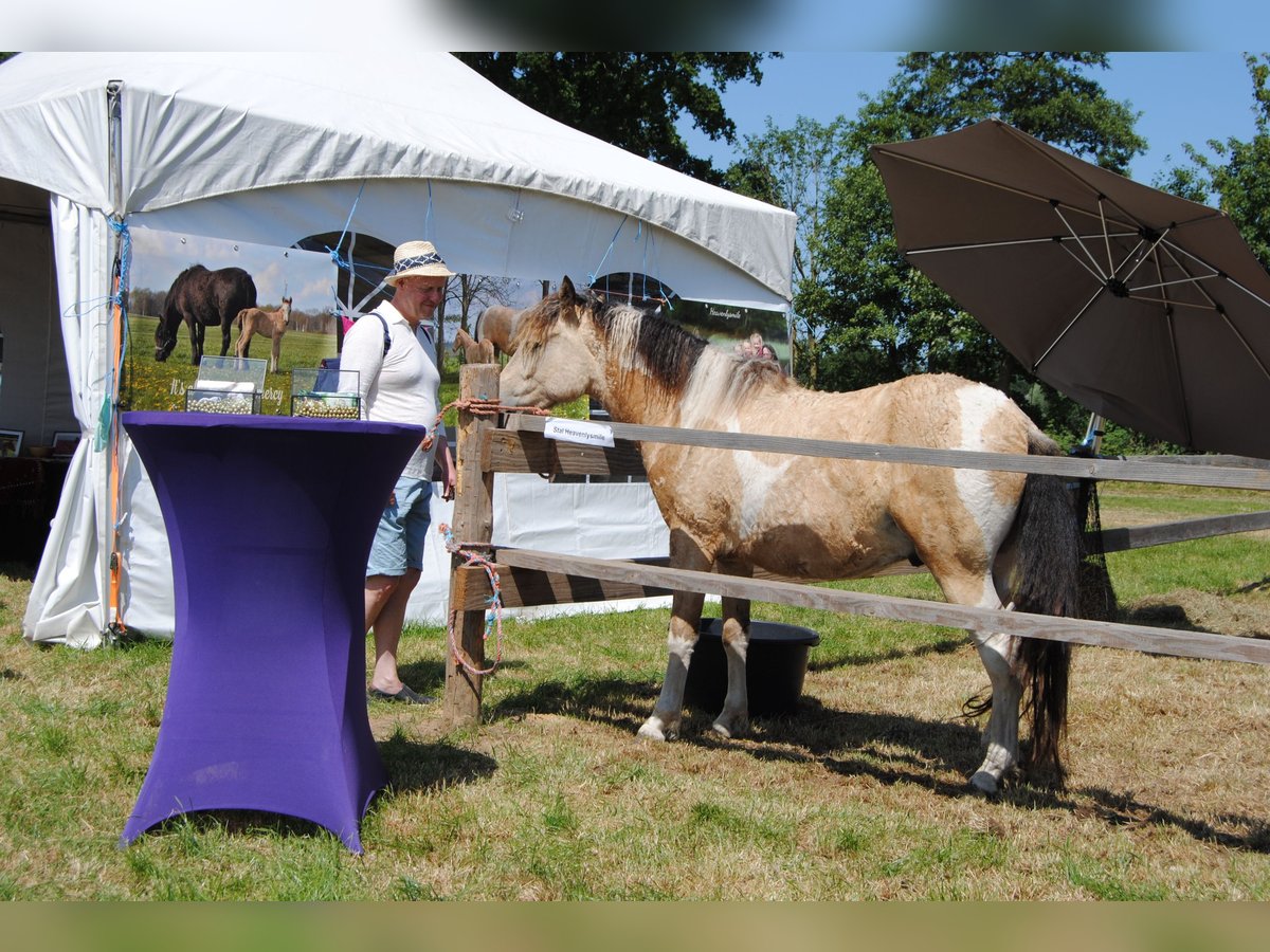 Curly Horse Wallach 2 Jahre 142 cm Falbe in Ruinen